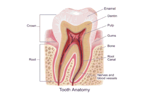 Tooth Enatomy