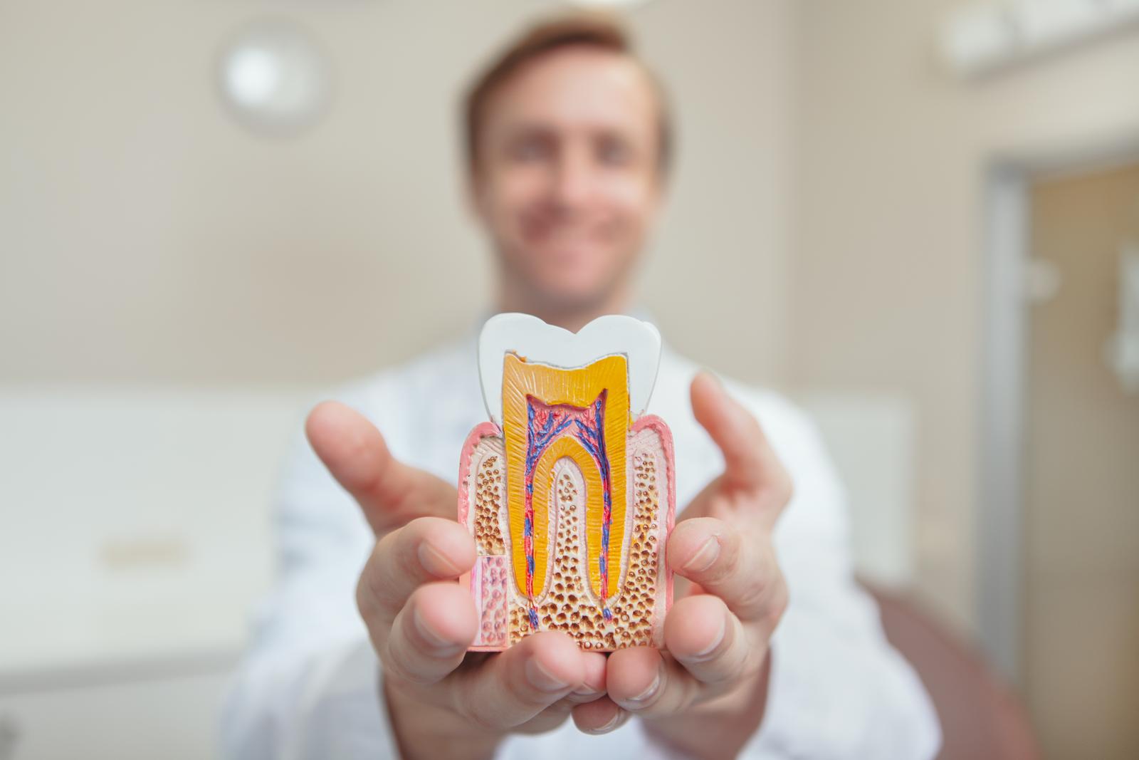 Cheerful mature male dentist smiling, holding tooth model Dentists on Danforth
